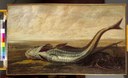 Frans Rijckhals, Poisson échoué sur la plage, 1643, Coll. Musée d'Ixelles Frans Rijckhals, Poisson échoué sur la plage, 1643, Coll. Musée d'Ixelles